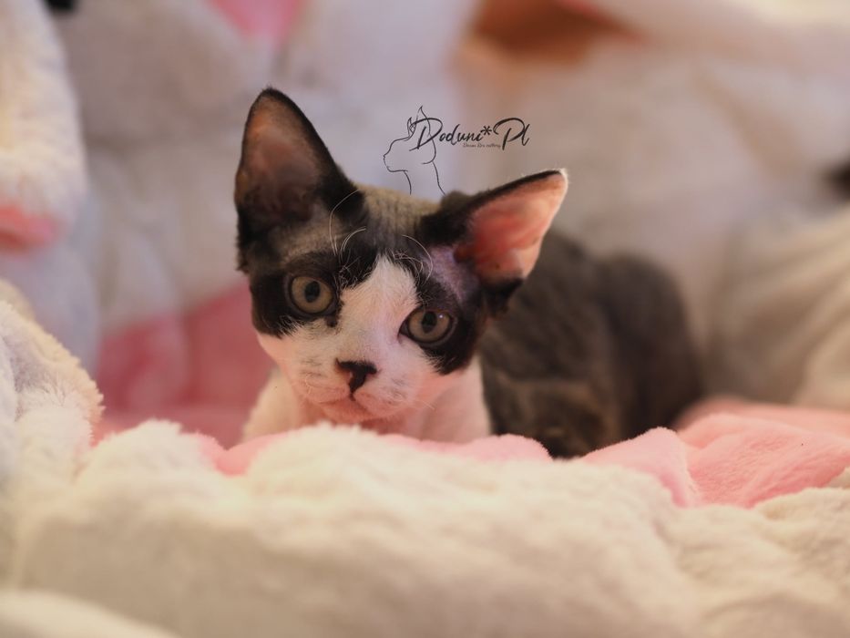 Kocurek Devon Rex czarno - biały