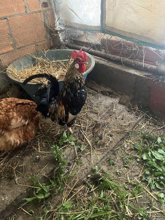 Galo pedrês  e garnizo