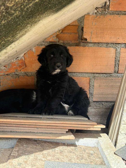 Dou cães bebés cruzados