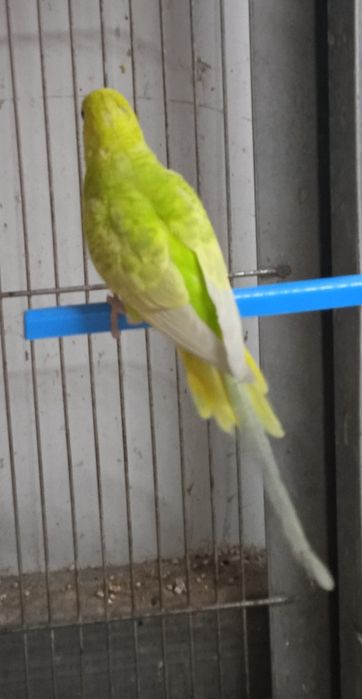 Periquitos australianos desde 6€