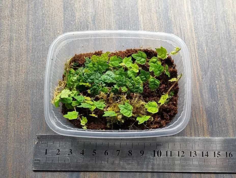 Ficus plumia "Quercifolia"