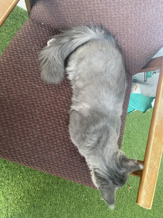 Niebieski dymny kocurek Maine Coon
