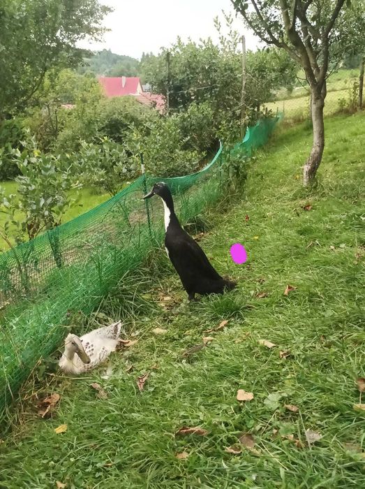 Kaczki biegus indyjski