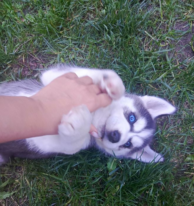 Husky szczeniaki