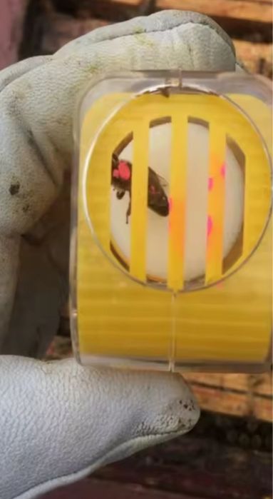 Przyrząd, chwytacz do znakowania matek pszczelich - NOWE, wysyłka