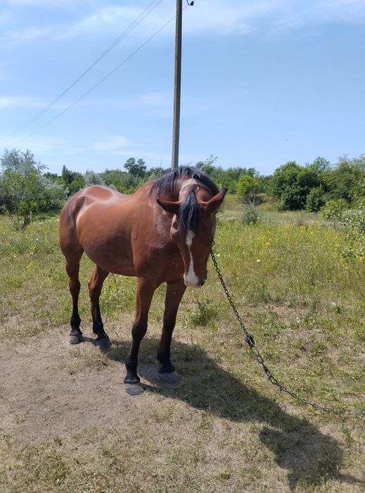 Продається кобила