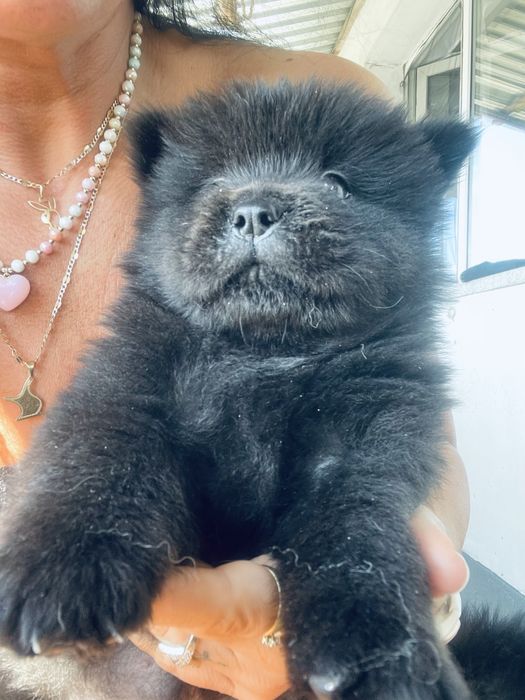 Piękne Chow Chow