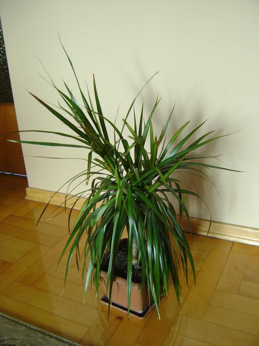 Dracena kwiat doniczkowy