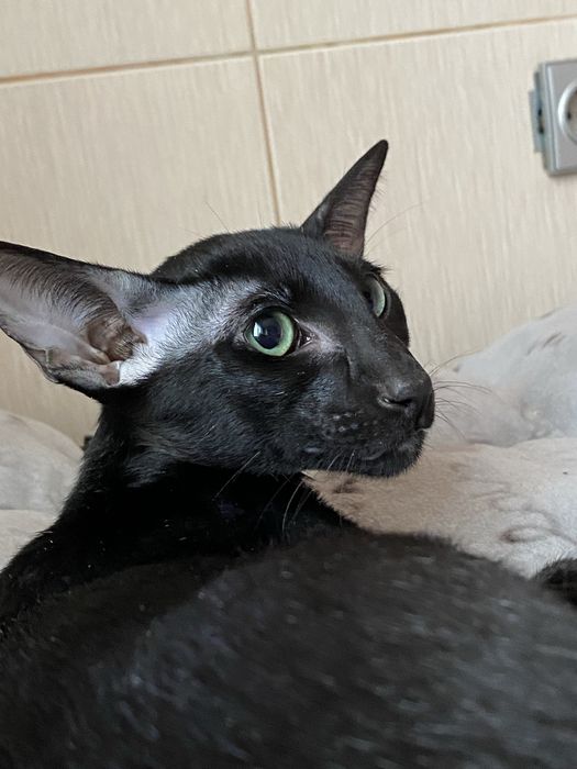 Чорні орієнтальні кошенята