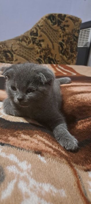 Шотландець висловухий вакцинацією па портом окрас блакитний