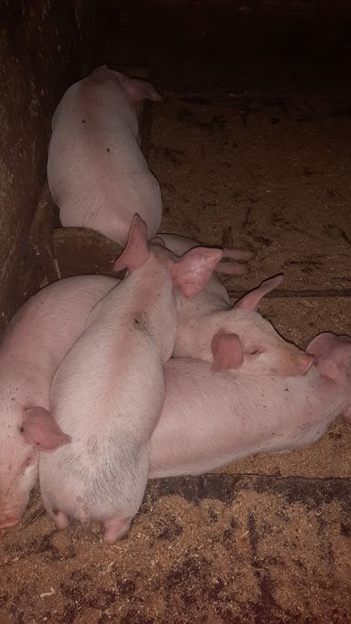 Продаются поросята