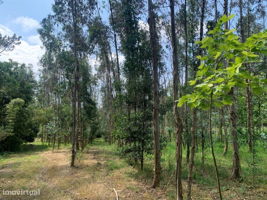 Quinta / propriedade agrícola, com nascente de agua - Aveiro