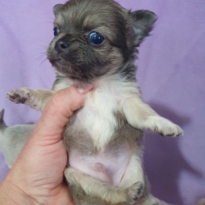 В питомнике чихуахуа новые малыши