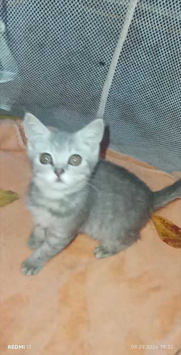 Британські котики котик