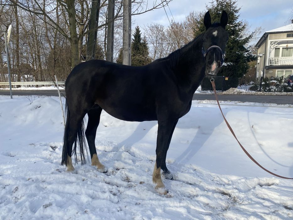 Klacz Zangersheide źrebna