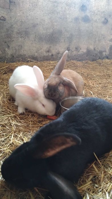 króliki mieszańce sprzedam