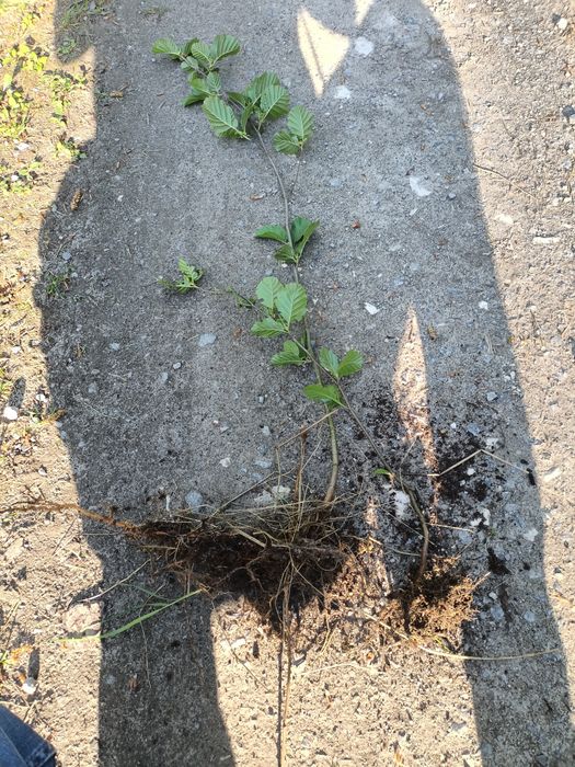 Olcha, Olszyna czarna duże sadzonki