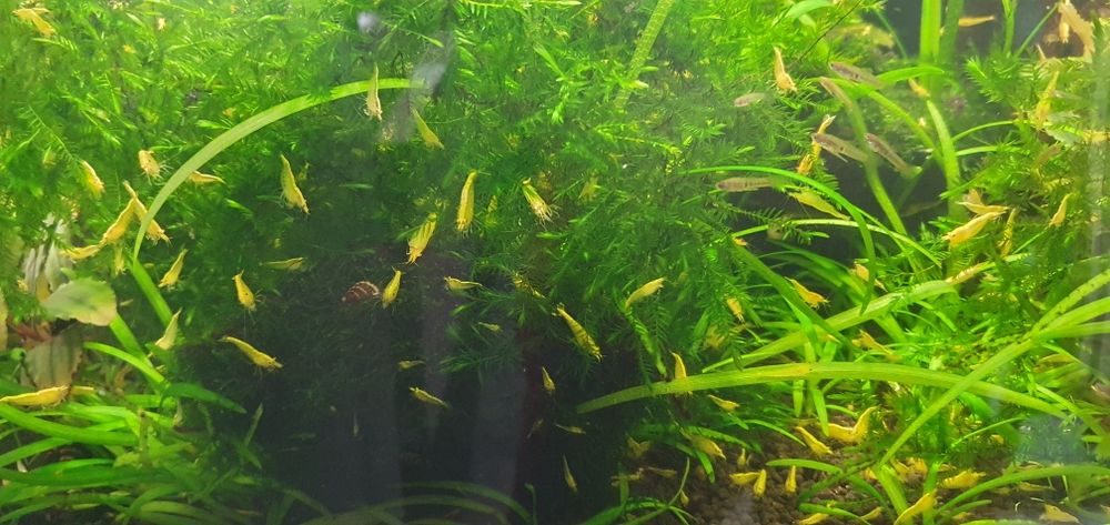 Krewetki yellow z pasem neonowm do akwarium pakiet 50szt