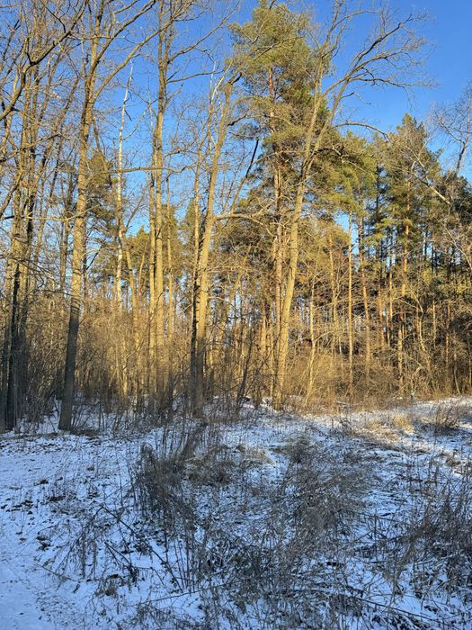 Продам ділянку с виходом до Заповідного Лісу