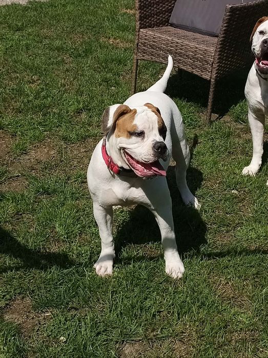 Buldog Amerykański  Suczka 6 miesięcy