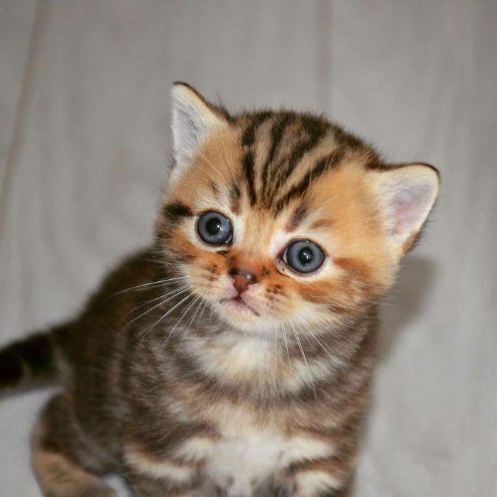 Шотландські кошенята