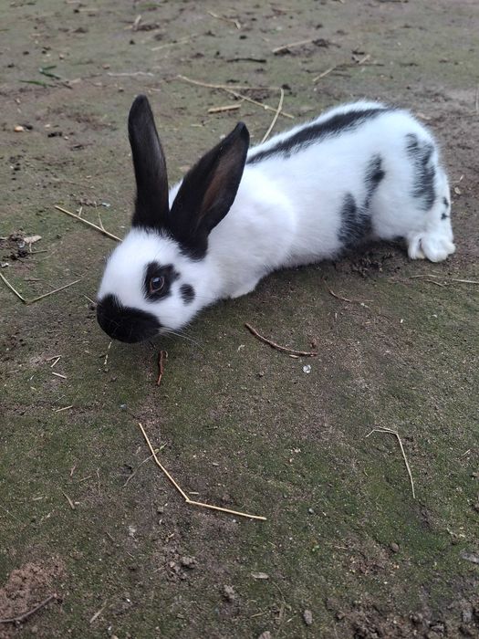 Sprzedam królika srokacz niemiecki