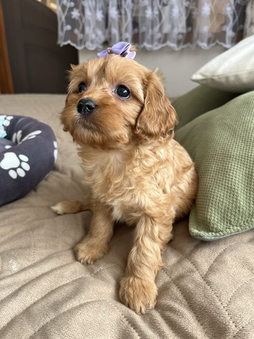 Cudowna suczka cavapoo