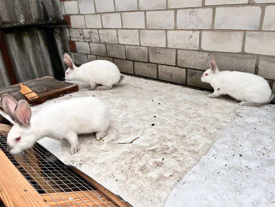 Продам кролів різних порід та різного віку.