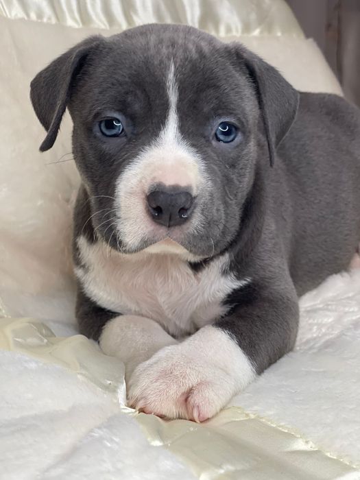 Амстафи шоу-класу