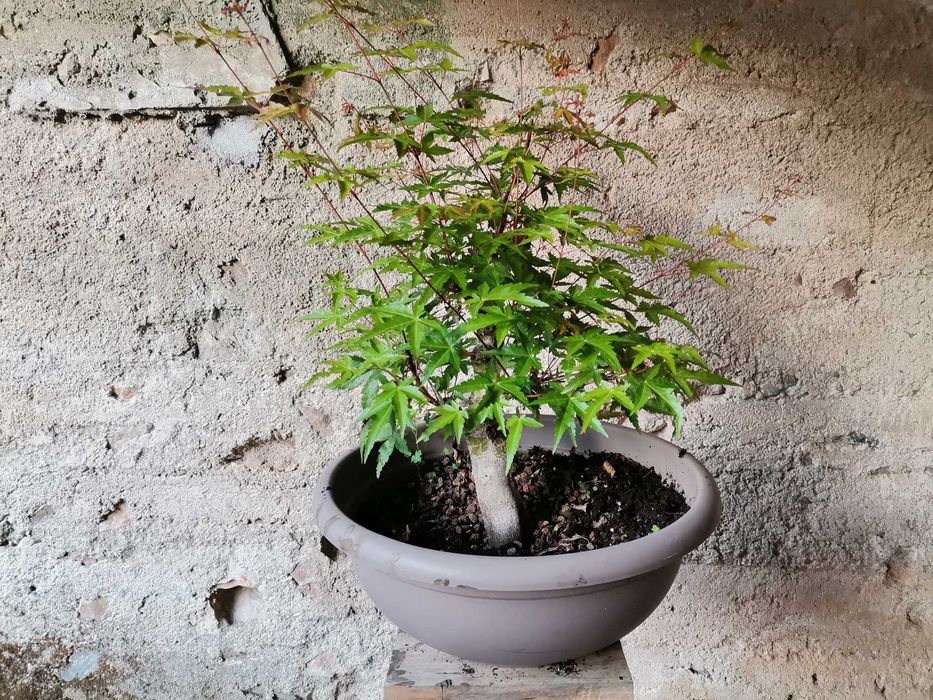 Pré-Bonsai de "Acer Palmatum"  - *VENDA URGENTE (DESOCUPAR)*