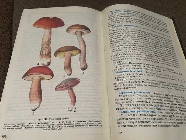 Дикорастущие растения и грибы в медицине и кулинарии