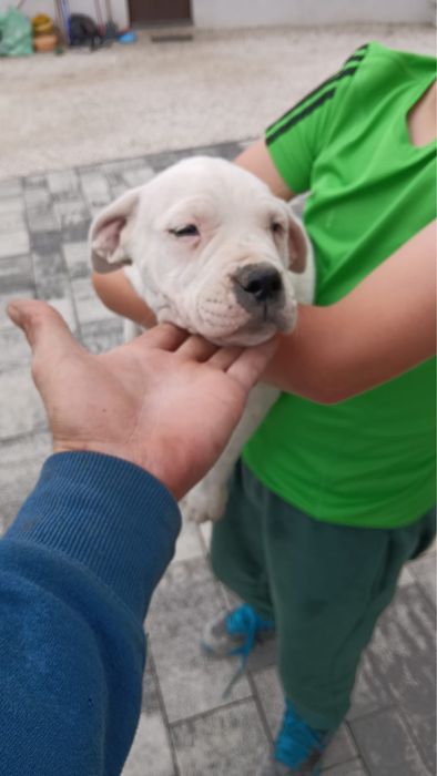Dog Argentyński śliczna suczka
