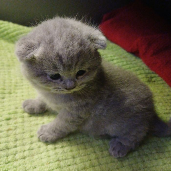 Koteczka brytyjska liliowa