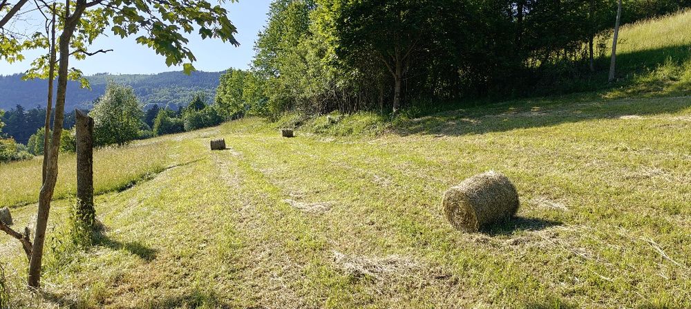 Siano Małe bale 25-30 kg