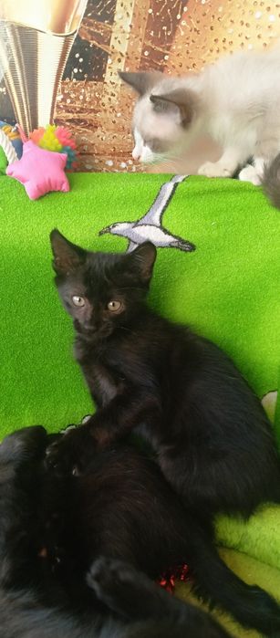Котики в добри руки