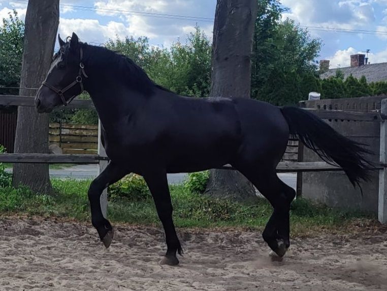 Sprzedam ogiera śląskiego