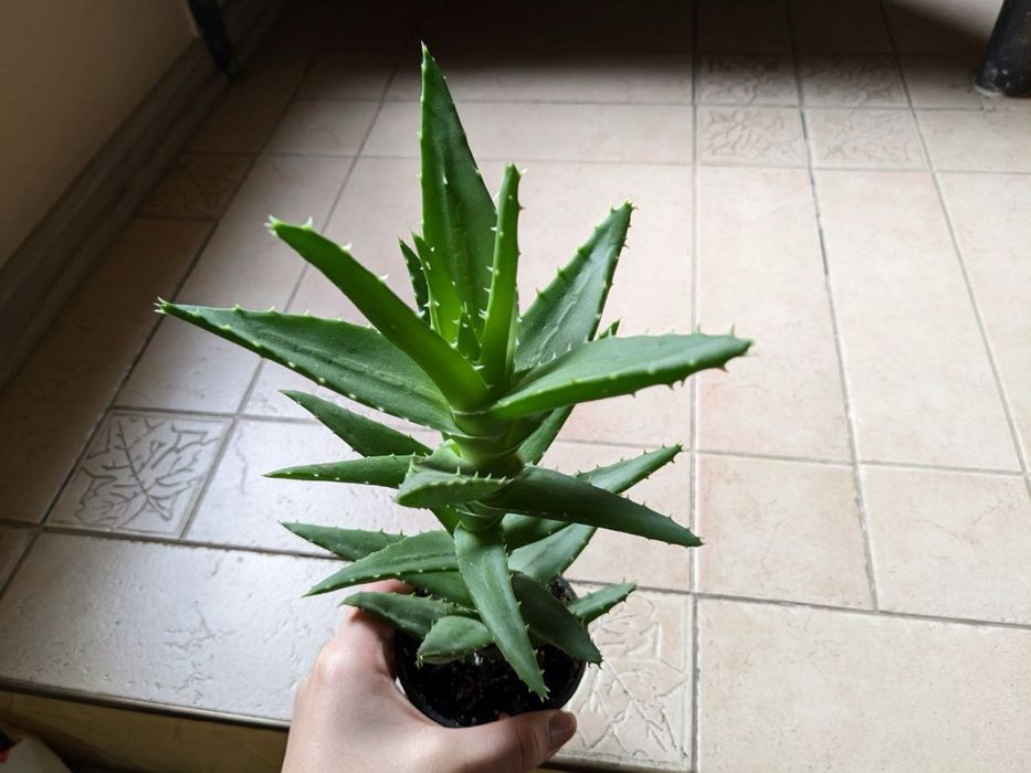 Продам різні сукуленти