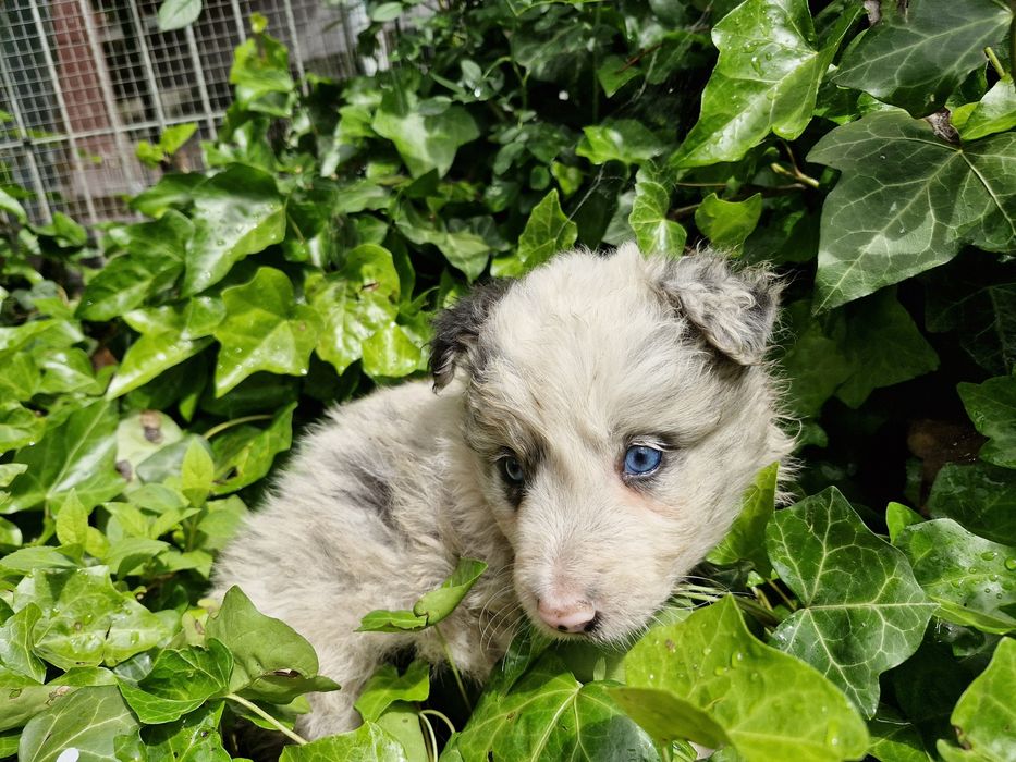 Border Collie piesek niebieskoki