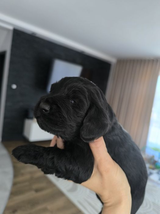 Pieski po spanielu