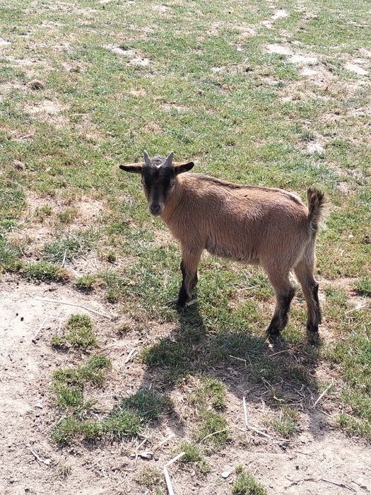 Vendo cabras anãs