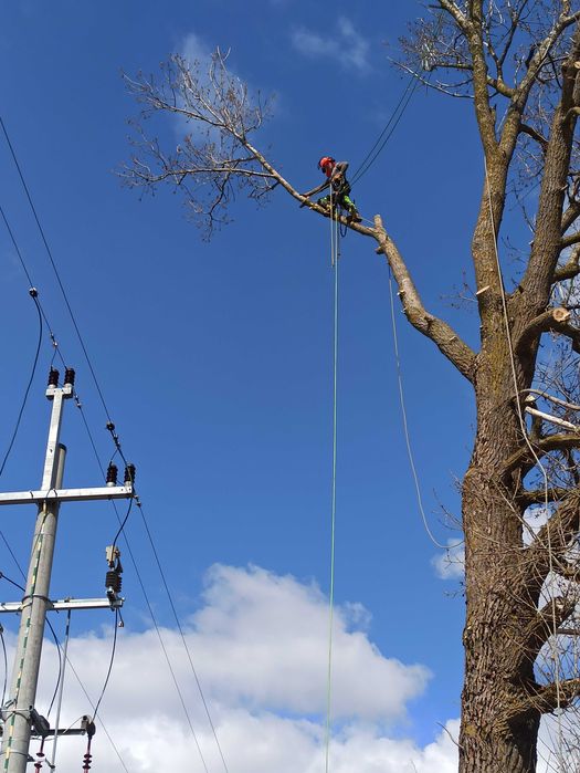 Usuwanie drzew trudnych !