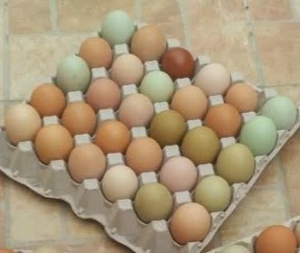 Ovos frescos de várias raças para incubação.