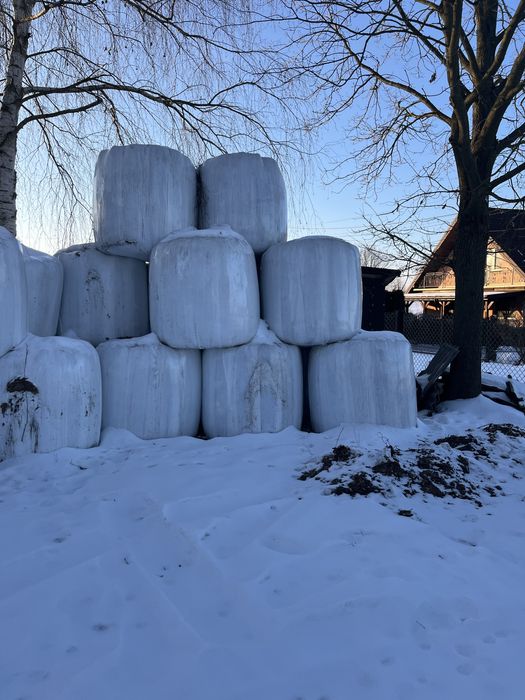 Bele kiszonki sianokiszonka