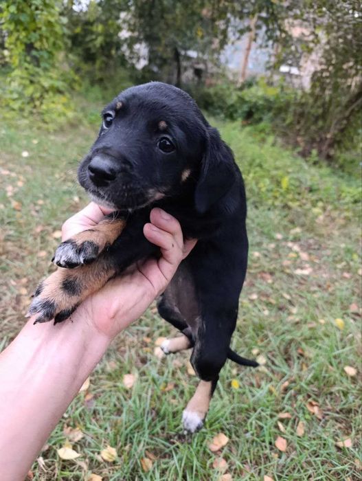Віддам цуценят в добрі люблячі руки.