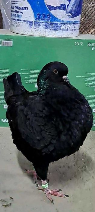 Kingi , gołębie king