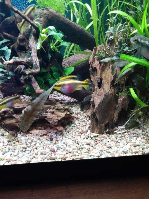 Barwniak czerwonobrzuchy