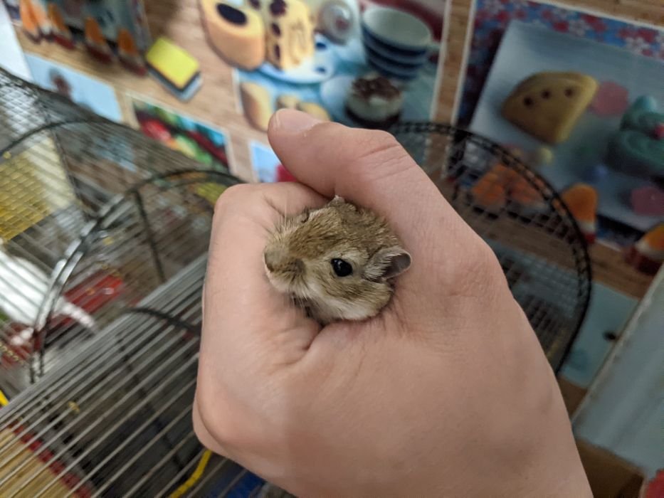 Монгольська піщанка