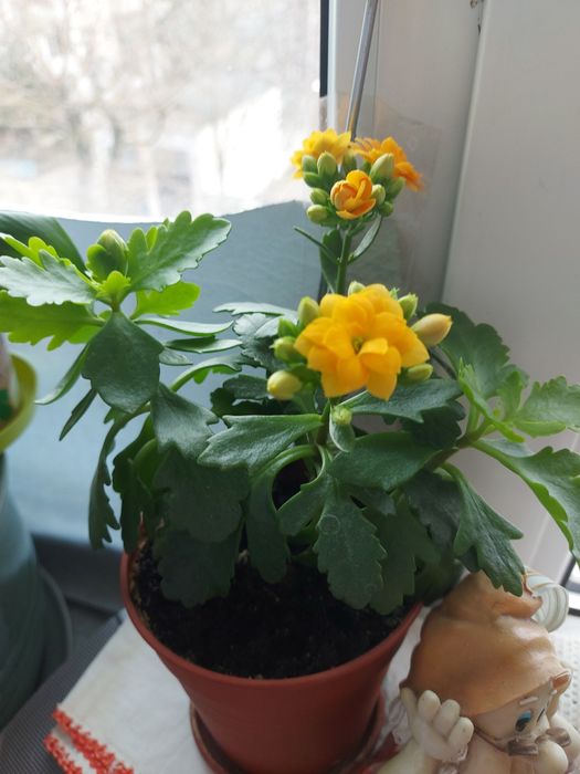 Спатифилиум(дамское счастье)