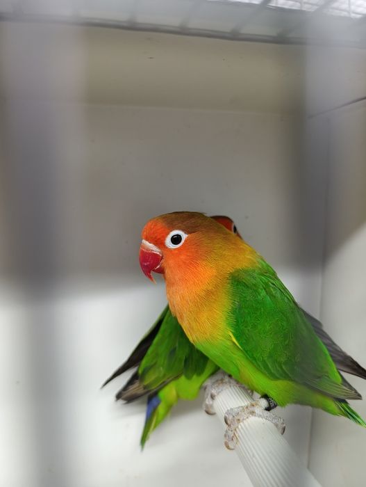 Casal de agapórnis fischeris verdes  ancestrais