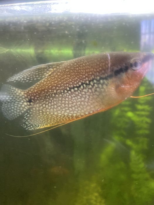 Продам рыбки аквариумные